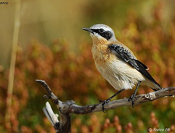 Animali 330
